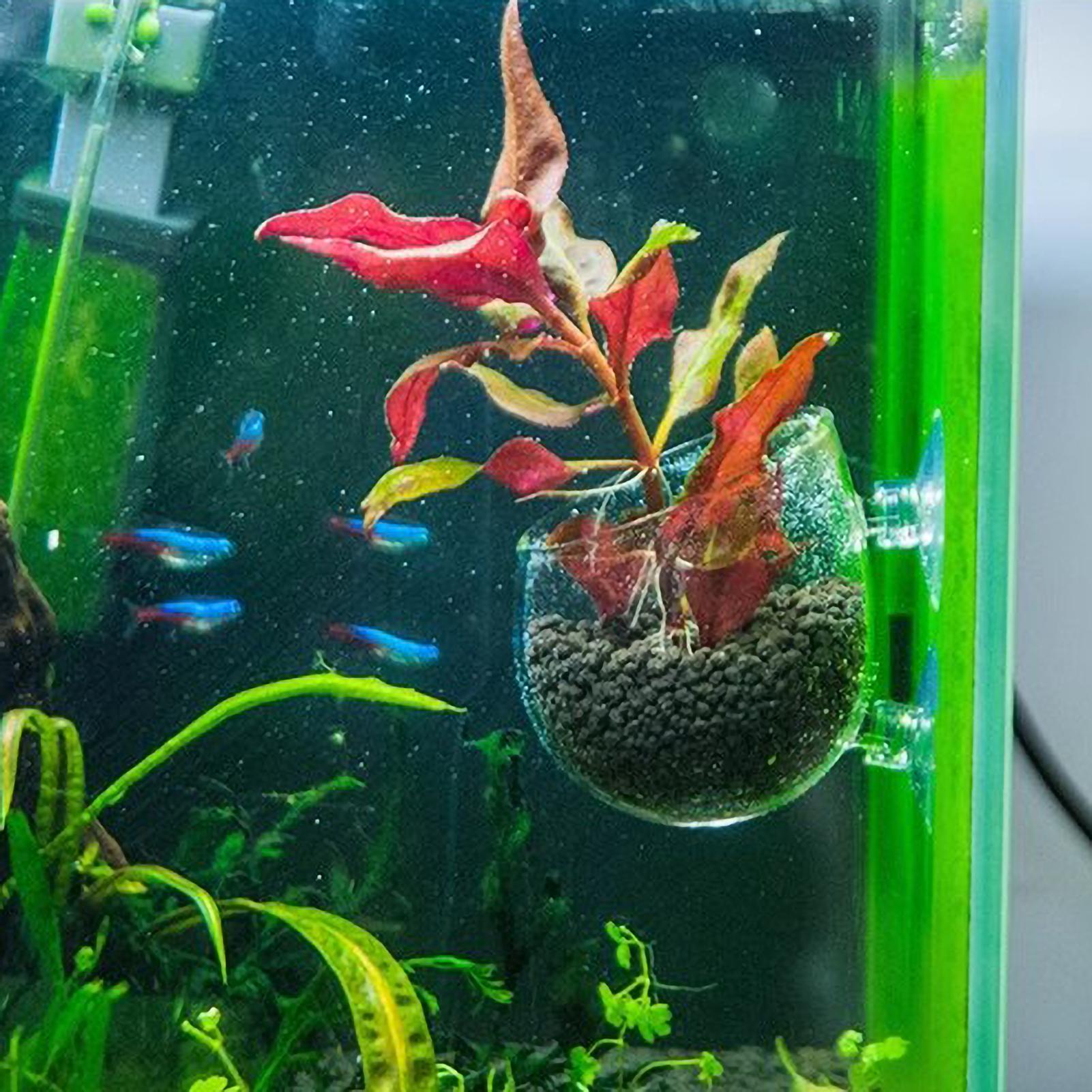 Suporte de Plantas para Aquári - Live Plant Aquarium avaliação e preço