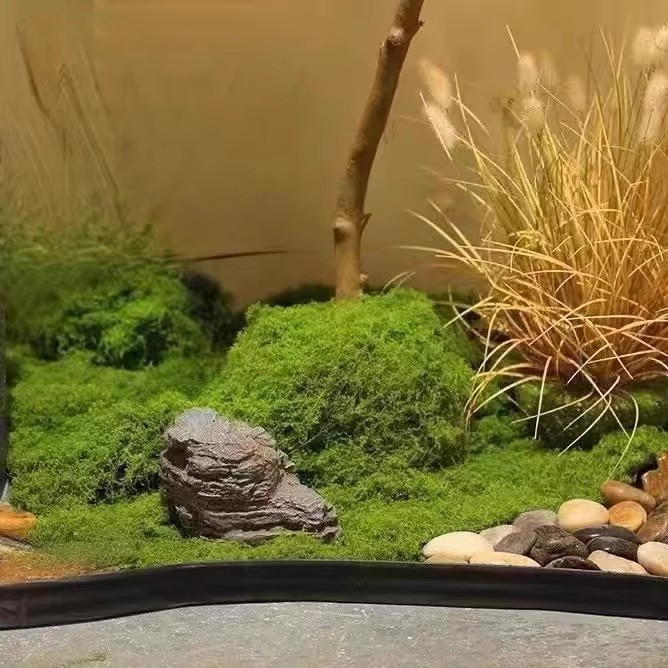 Musgo da Vida Eterna 200g para - Aquarium Moss avaliação e preço