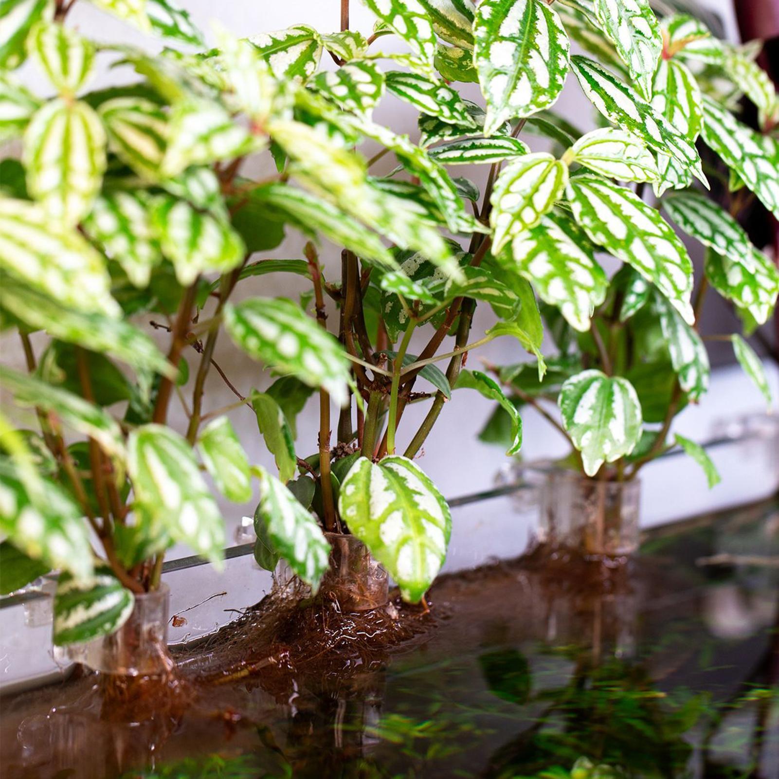 Suportes Transparentes para Pl - Aquarium Plants Live avaliação e preço