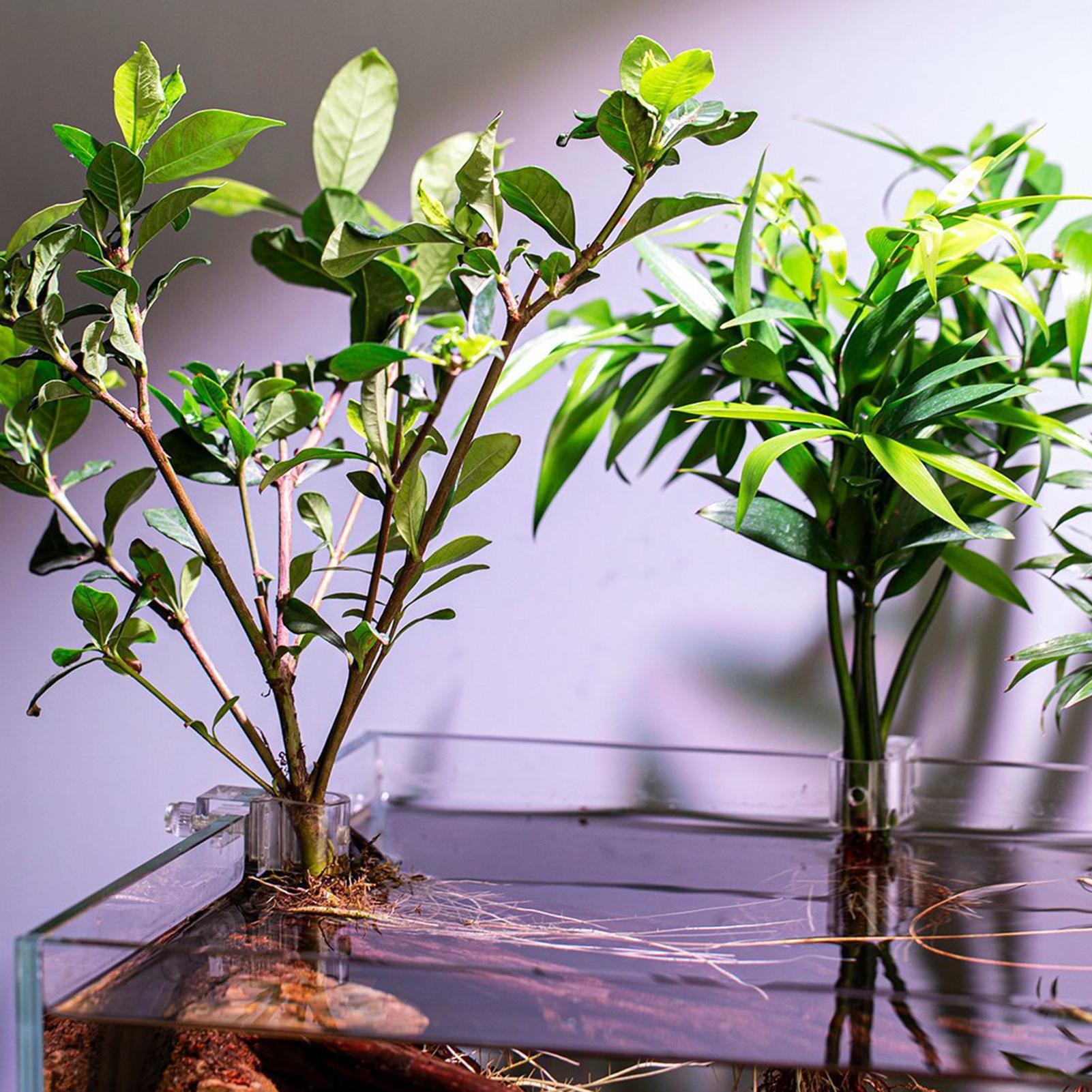 Mini Vaso Plantador para Aquár - Aquarium Fertilizer avaliação e preço