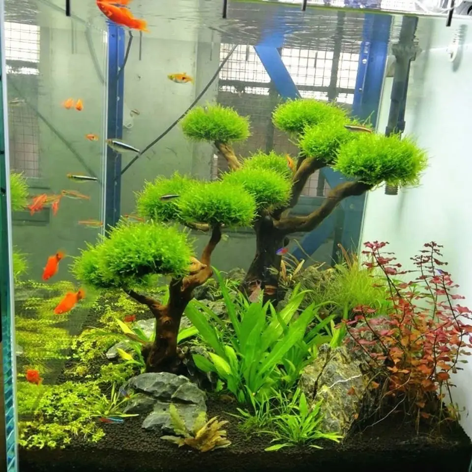 Aquário flutuante paisagismo d - Aquarium Driftwood avaliação e preço